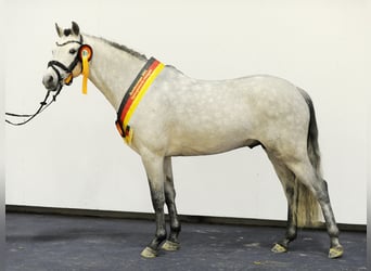 Deutsches Reitpony, Hengst, 6 Jahre, 144 cm, Schimmel