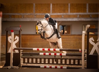 Deutsches Reitpony, Hengst, 6 Jahre, 144 cm, Schimmel