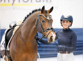 Deutsches Reitpony, Hengst, 6 Jahre, 145 cm, Brauner