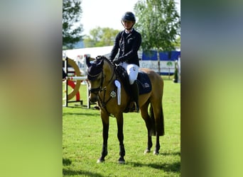 Deutsches Reitpony, Hengst, 6 Jahre, 145 cm, Buckskin