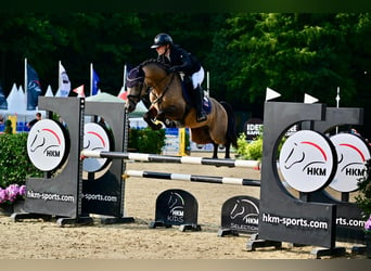 Deutsches Reitpony, Hengst, 6 Jahre, 145 cm, Buckskin