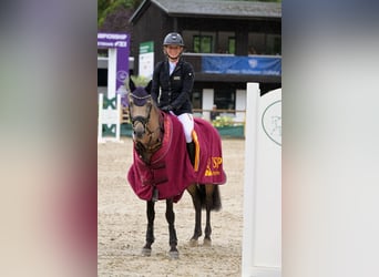 Deutsches Reitpony, Hengst, 6 Jahre, 145 cm, Buckskin