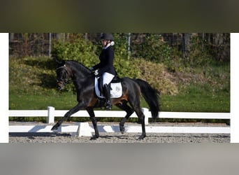 Deutsches Reitpony, Hengst, 6 Jahre, 145 cm, Dunkelbrauner