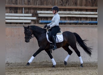 Deutsches Reitpony, Hengst, 6 Jahre, 145 cm, Dunkelbrauner