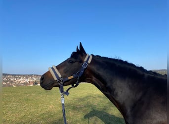 Deutsches Reitpony, Hengst, 6 Jahre, 145 cm, Dunkelbrauner