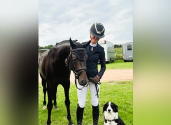 Deutsches Reitpony, Hengst, 6 Jahre, 147 cm, Dunkelbrauner