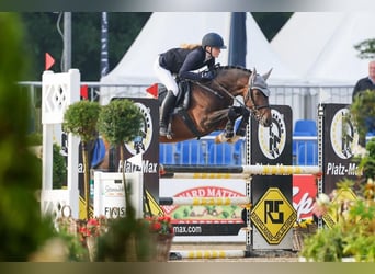 Deutsches Reitpony, Hengst, 6 Jahre, 147 cm, Dunkelbrauner