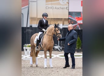 Deutsches Reitpony, Hengst, 6 Jahre, 147 cm, Palomino