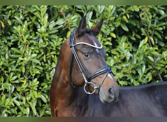 Deutsches Reitpony, Hengst, 6 Jahre, 148 cm, Brauner