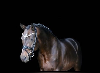 Deutsches Reitpony, Hengst, 6 Jahre, 148 cm, Brauner