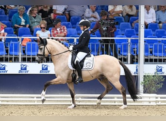 Deutsches Reitpony, Hengst, 6 Jahre, 148 cm, Buckskin