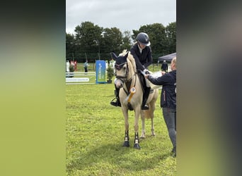 Deutsches Reitpony, Hengst, 6 Jahre, 148 cm, Palomino