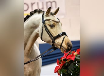 Deutsches Reitpony, Hengst, 6 Jahre, Falbe