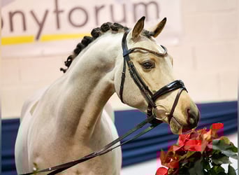 Deutsches Reitpony, Hengst, 6 Jahre, Falbe