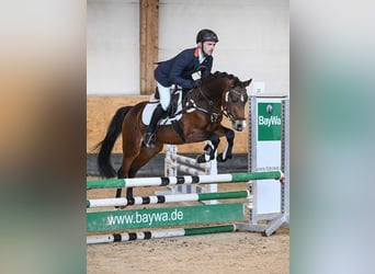 Deutsches Reitpony, Hengst, 7 Jahre, 146 cm, Brauner