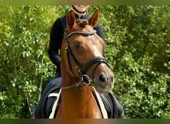 Deutsches Reitpony, Hengst, 7 Jahre, 146 cm, Dunkelfuchs