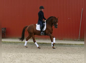 Deutsches Reitpony, Hengst, 7 Jahre, 146 cm, Dunkelfuchs