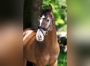 Deutsches Reitpony, Hengst, 8 Jahre, 147 cm, Dunkelfuchs