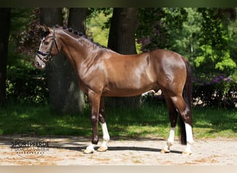 Deutsches Reitpony, Hengst, 8 Jahre, 147 cm, Dunkelfuchs