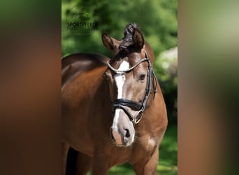 Deutsches Reitpony, Hengst, 8 Jahre, 147 cm, Dunkelfuchs