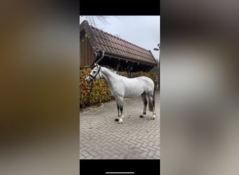 Deutsches Reitpony, Hengst, 8 Jahre, 147 cm, Rappschimmel