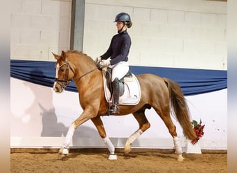 Deutsches Reitpony, Hengst, 8 Jahre, Dunkelfuchs
