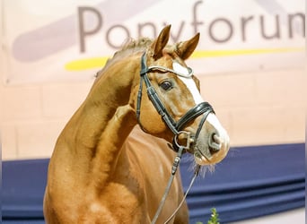 Deutsches Reitpony, Hengst, 8 Jahre, Dunkelfuchs