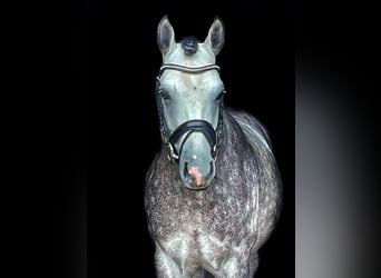 Deutsches Reitpony, Hengst, 9 Jahre, 147 cm, Braunfalbschimmel