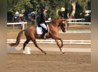 Deutsches Reitpony, Hengst, 9 Jahre, 148 cm