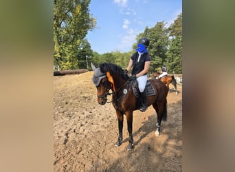 Deutsches Reitpony, Hengst, 9 Jahre, 149 cm, Brauner