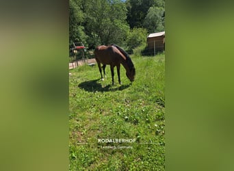 Deutsches Reitpony, Hengst, 9 Jahre, 149 cm, Brauner