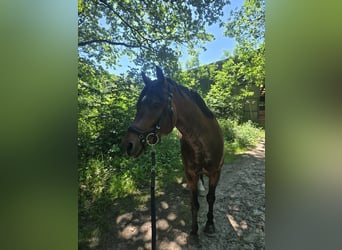 Deutsches Reitpony, Hengst, 9 Jahre, 149 cm, Brauner