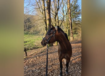 Deutsches Reitpony, Hengst, 9 Jahre, 149 cm, Brauner
