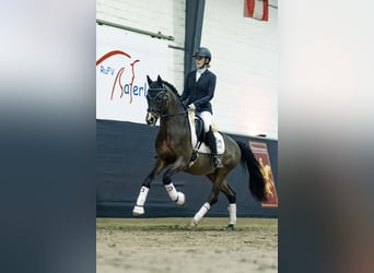 Deutsches Reitpony, Hengst, 22 Jahre, 147 cm, Brauner