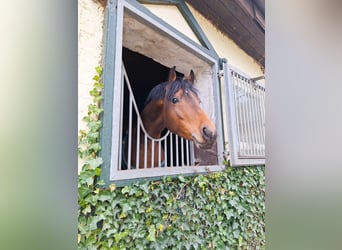 Deutsches Reitpony, Hengst, 4 Jahre, 145 cm, Brauner