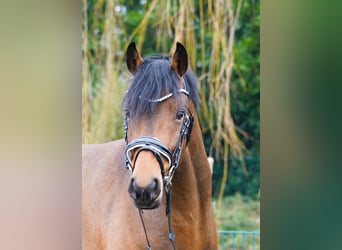 Deutsches Reitpony, Hengst, 4 Jahre, 145 cm, Brauner