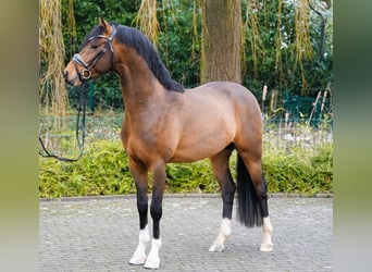 Deutsches Reitpony, Hengst, 4 Jahre, 145 cm, Brauner