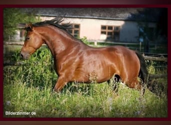 Deutsches Reitpony, Hengst, 18 Jahre, 148 cm, Brauner