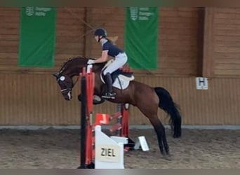 Deutsches Reitpony, Hengst, 18 Jahre, 148 cm, Brauner