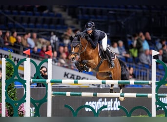 Deutsches Reitpony, Hengst, 9 Jahre, 147 cm, Brauner