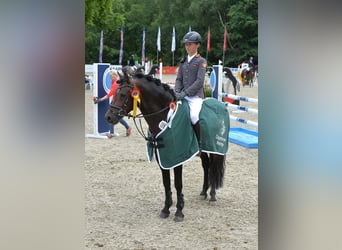 Deutsches Reitpony, Hengst, 15 Jahre, 145 cm, Brauner