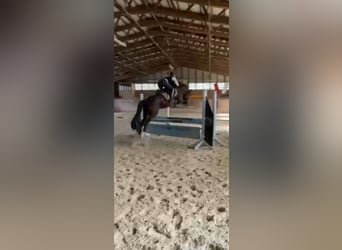 Deutsches Reitpony, Hengst, 8 Jahre, 145 cm, Brauner