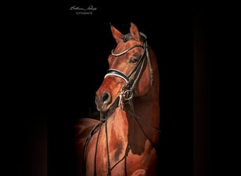 Deutsches Reitpony, Hengst, 18 Jahre, 148 cm, Brauner