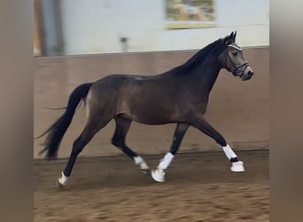 Deutsches Reitpony, Hengst, 3 Jahre, 146 cm, Buckskin