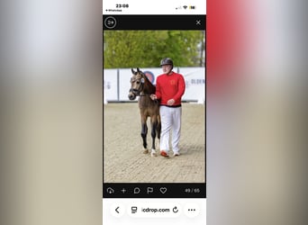 Deutsches Reitpony, Hengst, 3 Jahre, 146 cm, Buckskin