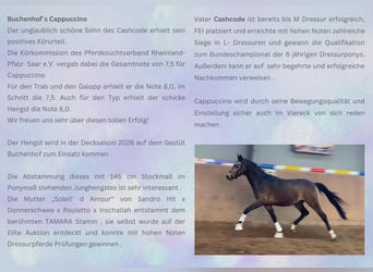 Deutsches Reitpony, Hengst, 3 Jahre, 146 cm, Buckskin