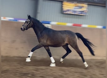 Deutsches Reitpony, Hengst, 3 Jahre, 146 cm, Buckskin