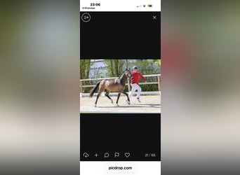 Deutsches Reitpony, Hengst, 3 Jahre, 146 cm, Buckskin