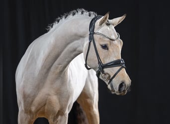 Deutsches Reitpony, Hengst, 3 Jahre, 145 cm, Buckskin