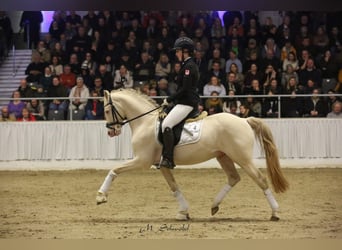 Deutsches Reitpony, Hengst, 9 Jahre, 144 cm